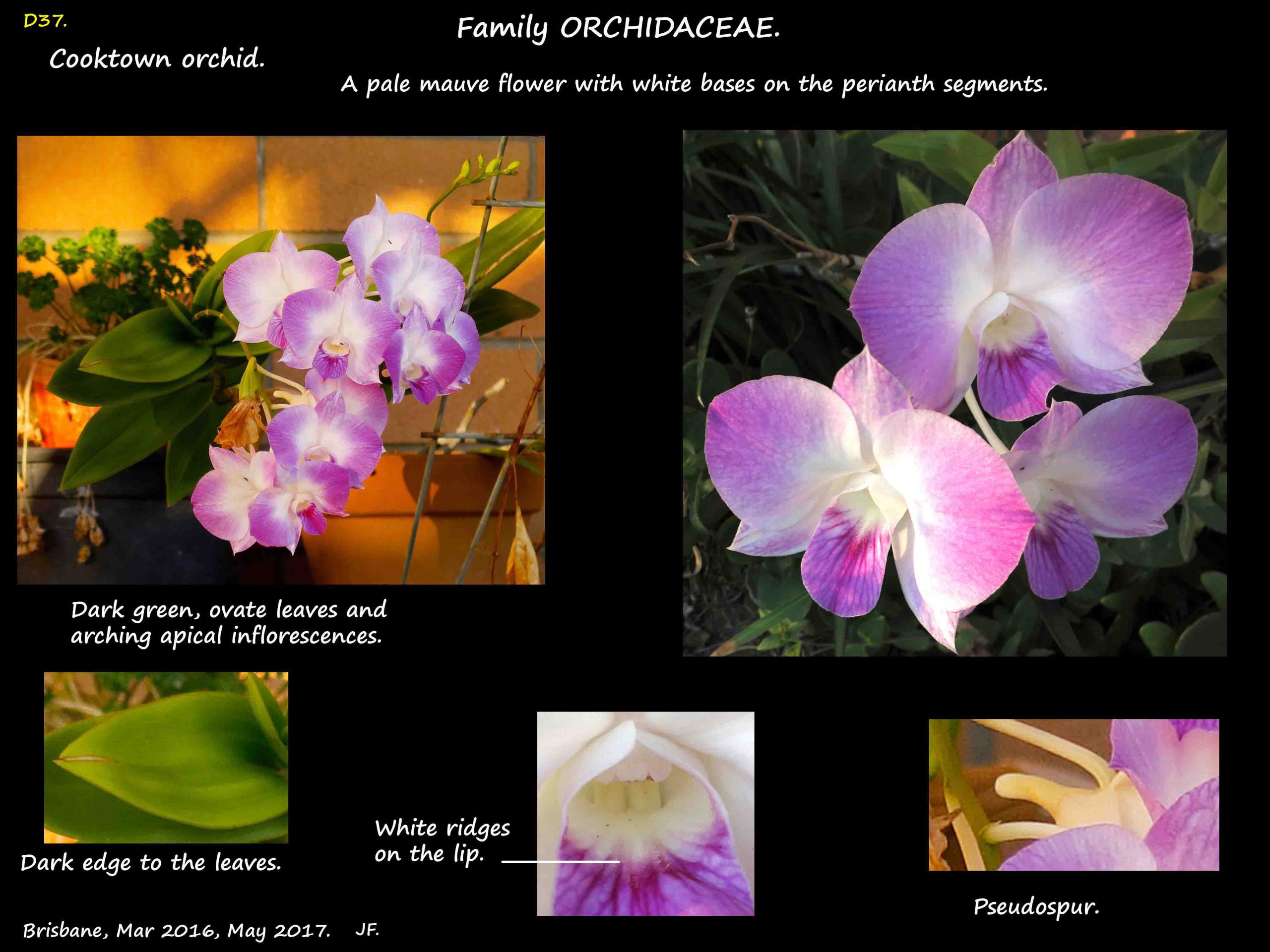 5 Mauve & white Cooktown orchid
